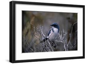 Scrub Jay-Joseph Wolf-Framed Giclee Print