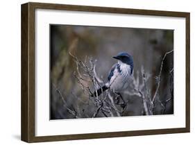 Scrub Jay-Joseph Wolf-Framed Giclee Print