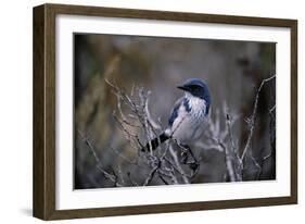 Scrub Jay-Joseph Wolf-Framed Giclee Print