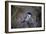 Scrub Jay-Joseph Wolf-Framed Giclee Print