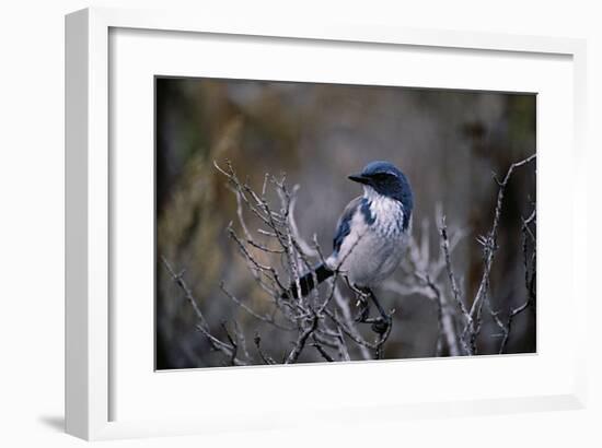 Scrub Jay-Joseph Wolf-Framed Giclee Print