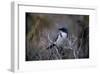 Scrub Jay-Joseph Wolf-Framed Giclee Print