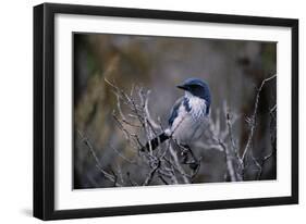 Scrub Jay-Joseph Wolf-Framed Giclee Print