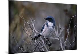 Scrub Jay-Joseph Wolf-Mounted Giclee Print