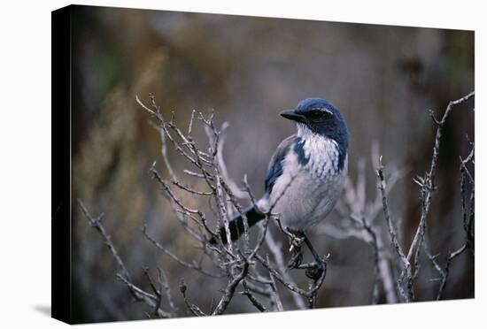 Scrub Jay-Joseph Wolf-Stretched Canvas