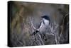 Scrub Jay-Joseph Wolf-Stretched Canvas