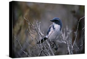 Scrub Jay-Joseph Wolf-Stretched Canvas