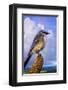 Scrub Jay-Chris Vest-Framed Art Print