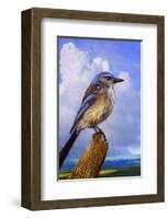 Scrub Jay-Chris Vest-Framed Art Print