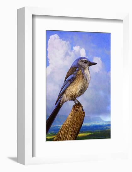 Scrub Jay-Chris Vest-Framed Art Print