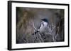 Scrub Jay-Art Wolfe-Framed Art Print