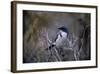 Scrub Jay-Art Wolfe-Framed Art Print