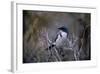 Scrub Jay-Art Wolfe-Framed Art Print