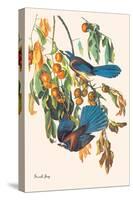 Scrub Jay-John James Audubon-Stretched Canvas