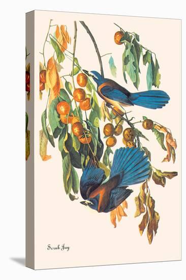 Scrub Jay-John James Audubon-Stretched Canvas