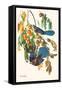 Scrub Jay-John James Audubon-Framed Stretched Canvas