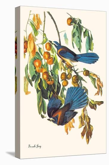 Scrub Jay-John James Audubon-Stretched Canvas