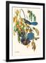 Scrub Jay-John James Audubon-Framed Art Print