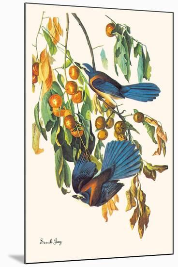 Scrub Jay-John James Audubon-Mounted Art Print