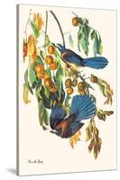 Scrub Jay-John James Audubon-Stretched Canvas