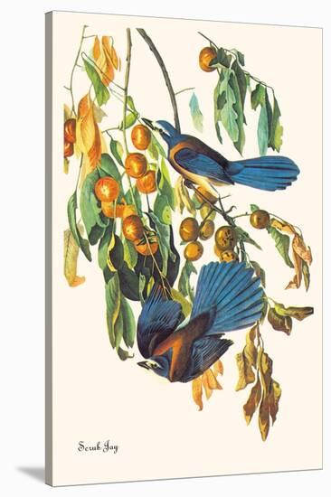 Scrub Jay-John James Audubon-Stretched Canvas