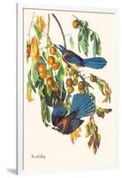 Scrub Jay-John James Audubon-Framed Art Print