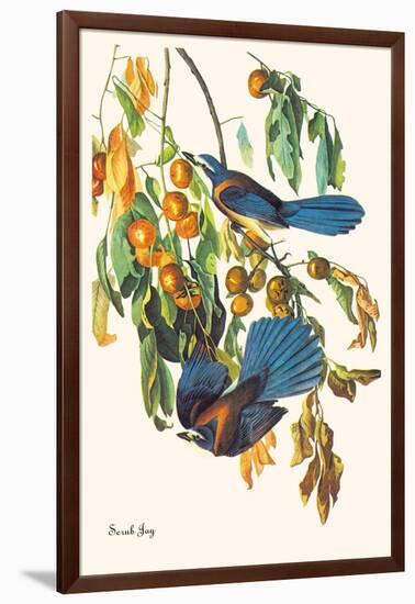 Scrub Jay-John James Audubon-Framed Art Print