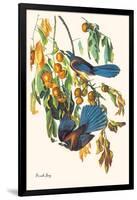 Scrub Jay-John James Audubon-Framed Art Print