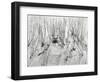 Scrub, White Sands, 1946-Brett Weston-Framed Photographic Print