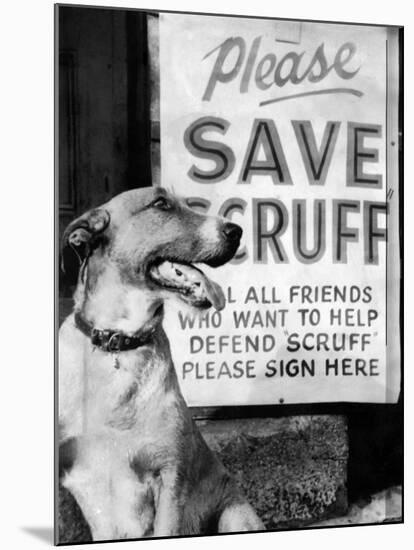 Scruff Beside a Placard Place Outside Home, Asking Friends to Add Signatures to the Petition-null-Mounted Photographic Print