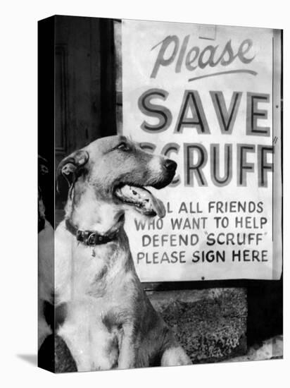 Scruff Beside a Placard Place Outside Home, Asking Friends to Add Signatures to the Petition-null-Stretched Canvas