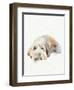 Scruffy Puppy II-Jennifer Parker-Framed Art Print