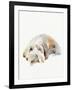 Scruffy Puppy II-Jennifer Parker-Framed Art Print