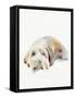 Scruffy Puppy II-Jennifer Parker-Framed Stretched Canvas