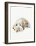 Scruffy Puppy II-Jennifer Parker-Framed Art Print