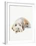 Scruffy Puppy II-Jennifer Parker-Framed Art Print