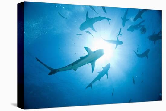 Scuba Diver and Caribbean Reef Sharks at Stuart Cove's Dive Site-Paul Souders-Stretched Canvas