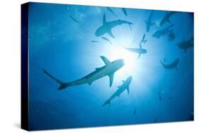 Scuba Diver and Caribbean Reef Sharks at Stuart Cove's Dive Site-Paul Souders-Stretched Canvas