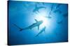 Scuba Diver and Caribbean Reef Sharks at Stuart Cove's Dive Site-Paul Souders-Stretched Canvas