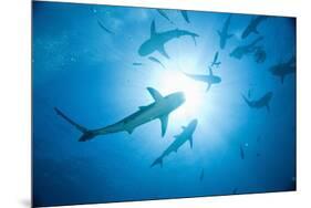 Scuba Diver and Caribbean Reef Sharks at Stuart Cove's Dive Site-Paul Souders-Mounted Premium Photographic Print