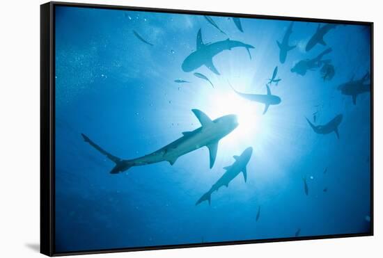 Scuba Diver and Caribbean Reef Sharks at Stuart Cove's Dive Site-Paul Souders-Framed Stretched Canvas