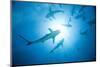 Scuba Diver and Caribbean Reef Sharks at Stuart Cove's Dive Site-Paul Souders-Mounted Premium Photographic Print