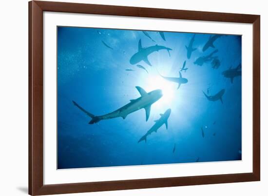 Scuba Diver and Caribbean Reef Sharks at Stuart Cove's Dive Site-Paul Souders-Framed Photographic Print