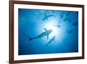 Scuba Diver and Caribbean Reef Sharks at Stuart Cove's Dive Site-Paul Souders-Framed Photographic Print