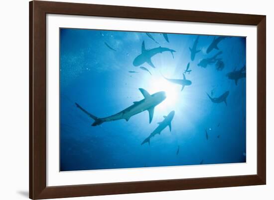 Scuba Diver and Caribbean Reef Sharks at Stuart Cove's Dive Site-Paul Souders-Framed Photographic Print