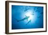 Scuba Diver and Caribbean Reef Sharks at Stuart Cove's Dive Site-Paul Souders-Framed Photographic Print