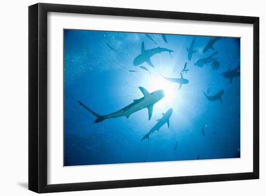 Scuba Diver and Caribbean Reef Sharks at Stuart Cove's Dive Site-Paul Souders-Framed Photographic Print
