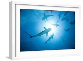 Scuba Diver and Caribbean Reef Sharks at Stuart Cove's Dive Site-Paul Souders-Framed Photographic Print