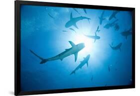 Scuba Diver and Caribbean Reef Sharks at Stuart Cove's Dive Site-Paul Souders-Framed Photographic Print