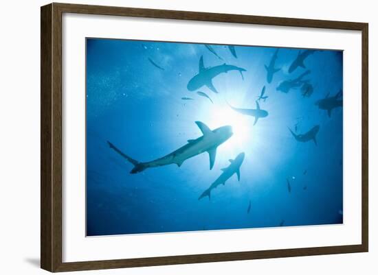 Scuba Diver and Caribbean Reef Sharks at Stuart Cove's Dive Site-Paul Souders-Framed Photographic Print